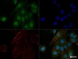 n-Myc Antibody (NMYC-1) - Azide and BSA Free, Novus Biologicals 0.1 mL;